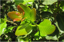 Litre (Lithraea Caustica)