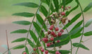Pimiento (Schinus molle)