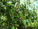 Maqui (Aristotelia chilensis)