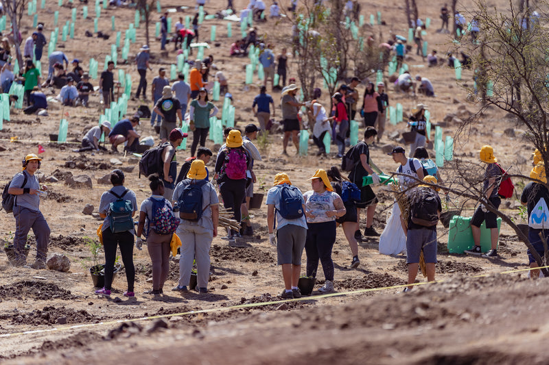 Así fue la reforestación más grande de Chile