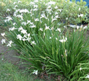 Dietes (Moraea iridioides)