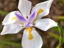 Dietes (Moraea iridioides)