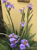 Iris de invierno (Iris unguicularis)