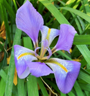 Iris de invierno (Iris unguicularis)