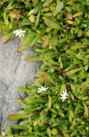 Selliera (Selliera radicans)