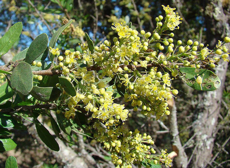 Huingán (Schinus polygamus)