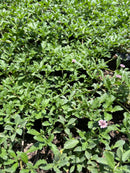 Tiqui Tiqui (Phyla nodiflora var reptans)