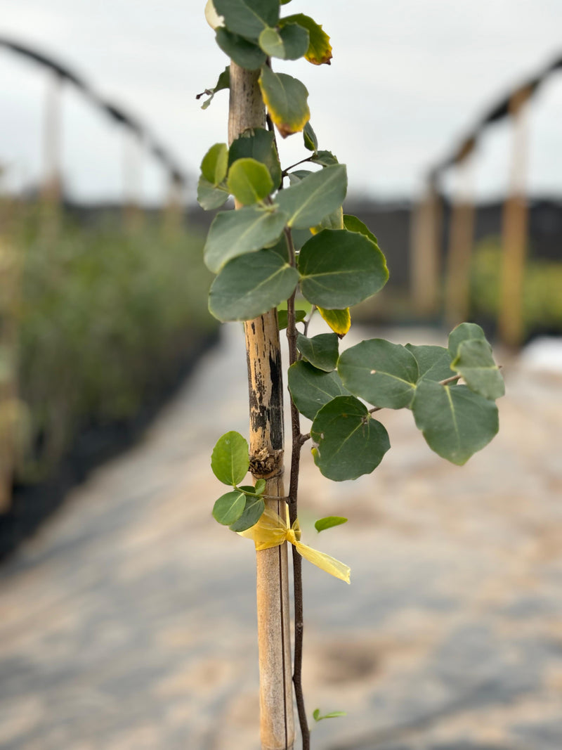 Tutor árbol