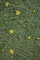 Dimondia (Dymondia margaretae)