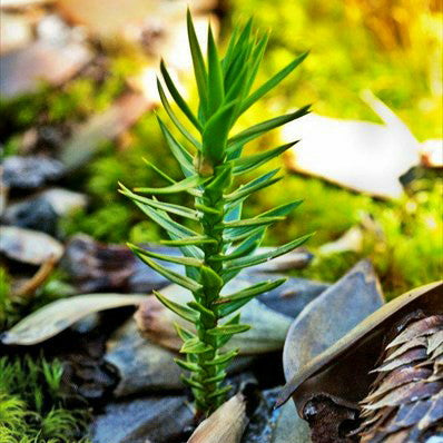 Araucaria (Araucaria araucana)