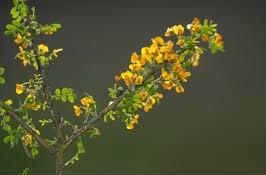 Chanar Chañar (Geoffroea decorticans)