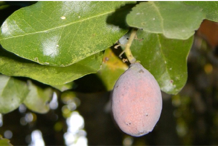 Belloto del Norte (Beilschmiedia miersii)
