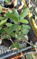 Bollén (Kageneckia oblonga)