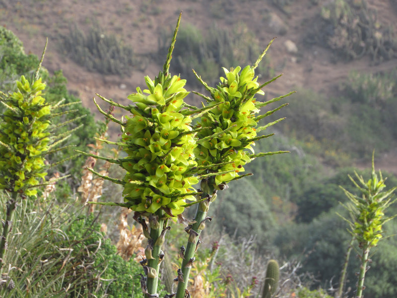 Chagual (Puya chilensis)