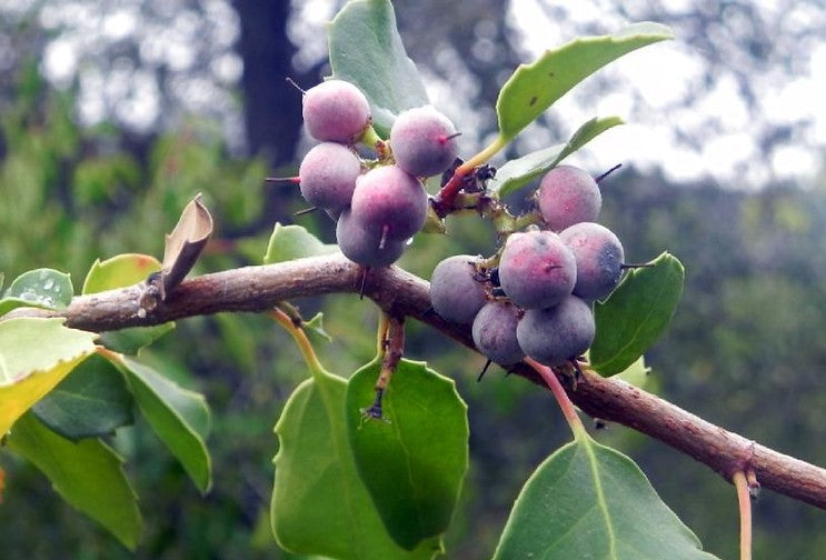 Lilén ( Azara petiolaris )