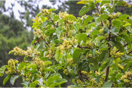 Molle (Schinus Latifolius)