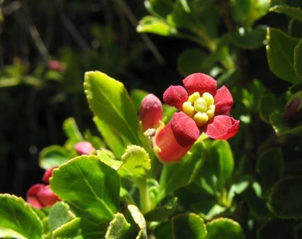 Ñipa ( Escalonia Rubra )