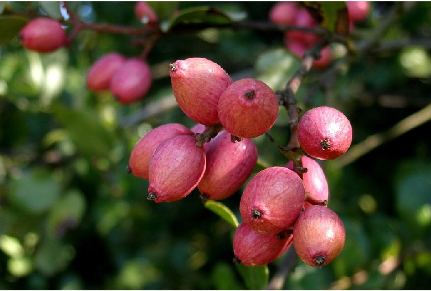 Peumo (Cryptocarya Alba)