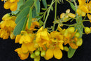 Quebracho (Senna candolleana)