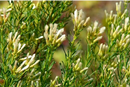Romerillo (Baccharis linearis)
