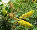 Tara (Caesalpinia spinosa)