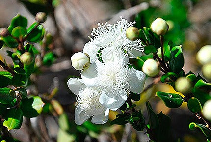 Arrayán (Luma apiculata)