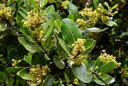 Belloto del Sur (Beilschmiedia berteroana)