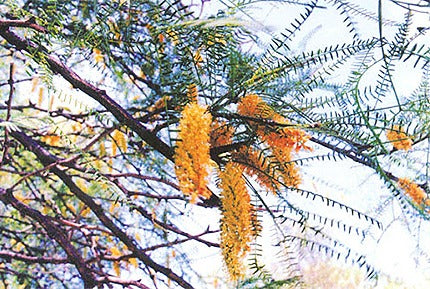 Algarrobo (Prosopis chilensis)