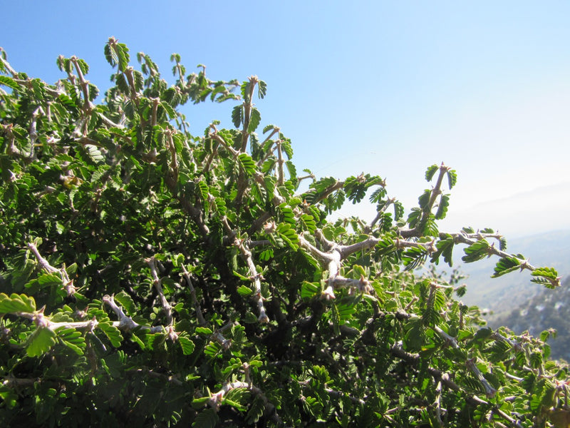 Guayacán  (Porlieria chilensis)