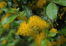 Corcolen (Azara dentanta)