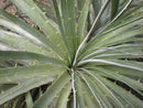 Chagual (Puya chilensis)